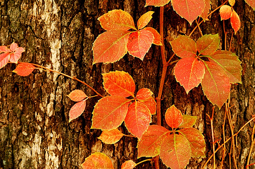 leaves