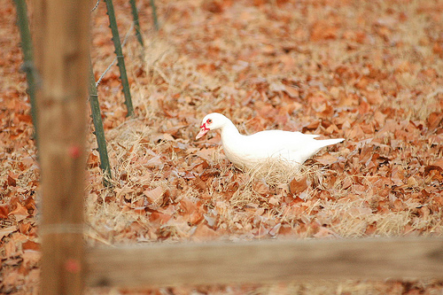 hen1