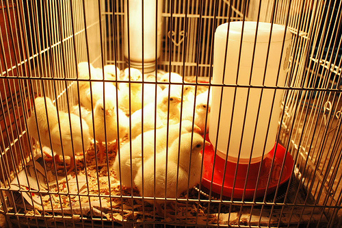 Three-Day Old Meat Birds