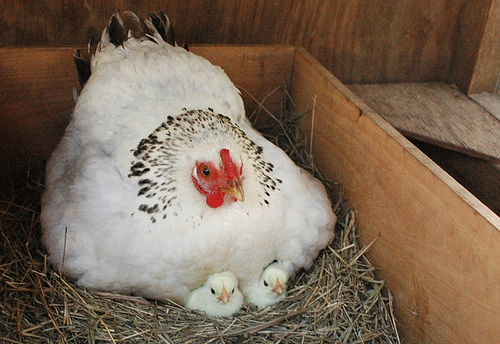 broody