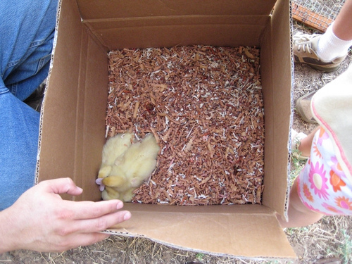 duck1