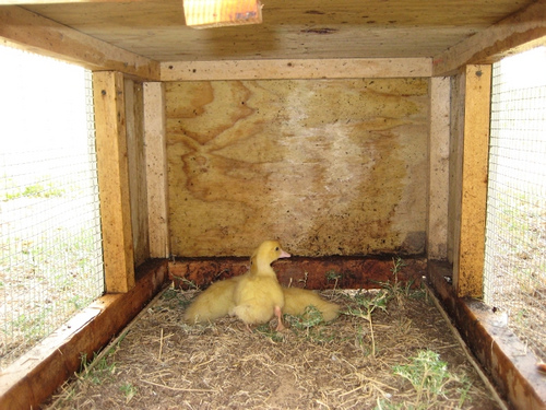 duck6