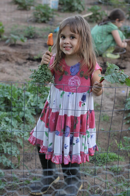 carrot