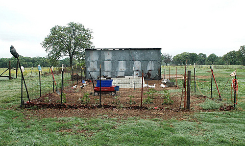 garden