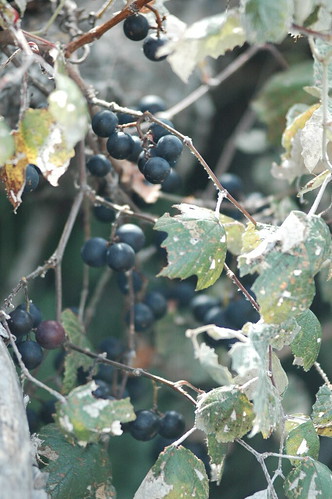 grapes